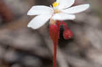 dwarf sundew